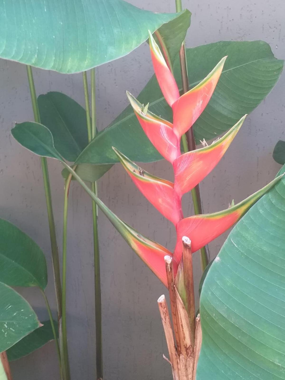 Chale Tulipa - Centro Praia Da Pipa Praia de Pipa Dış mekan fotoğraf
